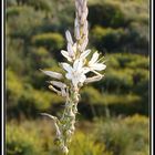 FLOR DESCONOCIDA DEL PARQUE