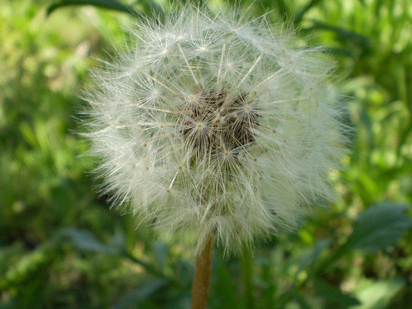 Flor Diente de León