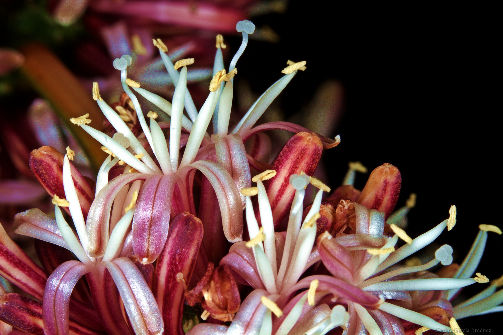 Flor diferenciada, Palo de agua o tronco de Brasil