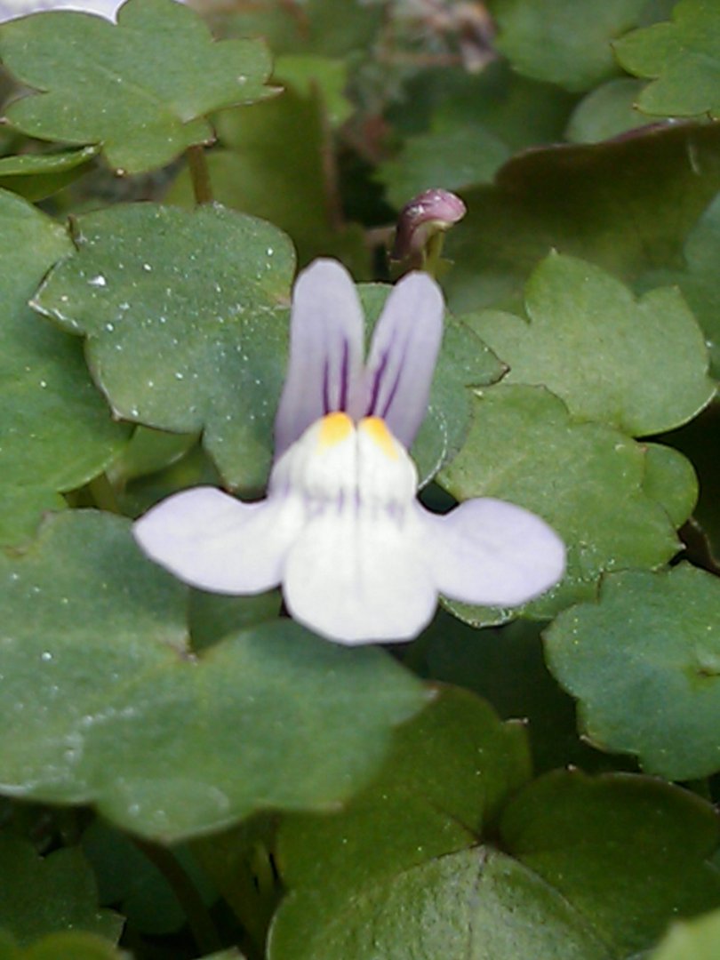 flor diminuta del manto