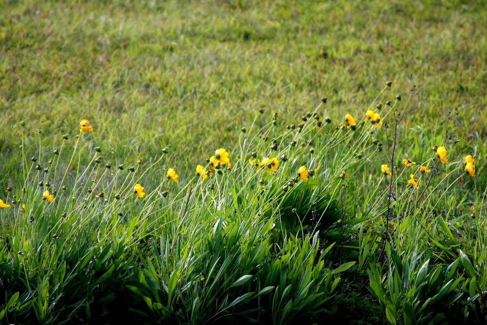 Flor Do Aeroporto