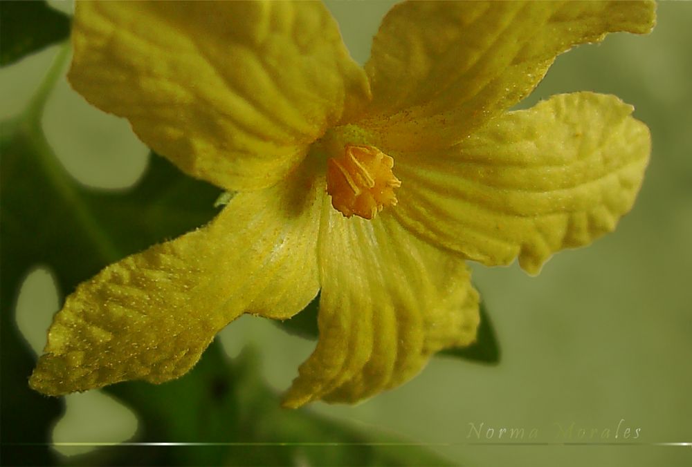 Flor dorada enredadera