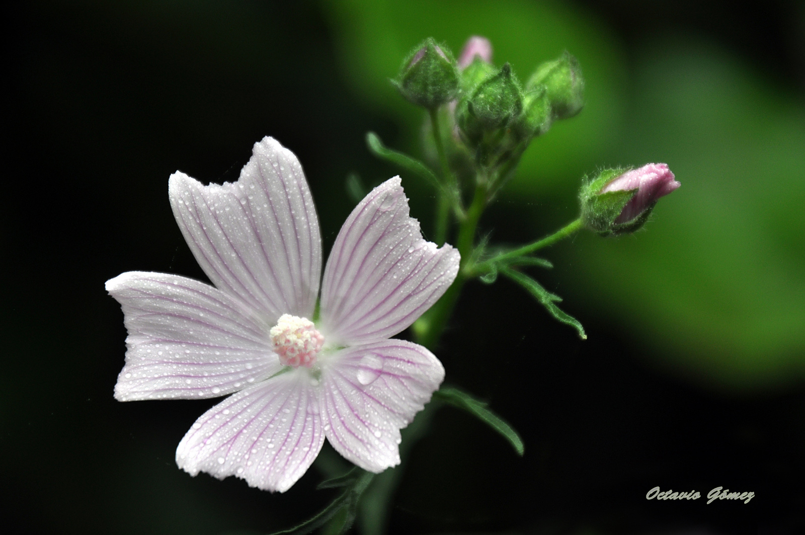 Flor