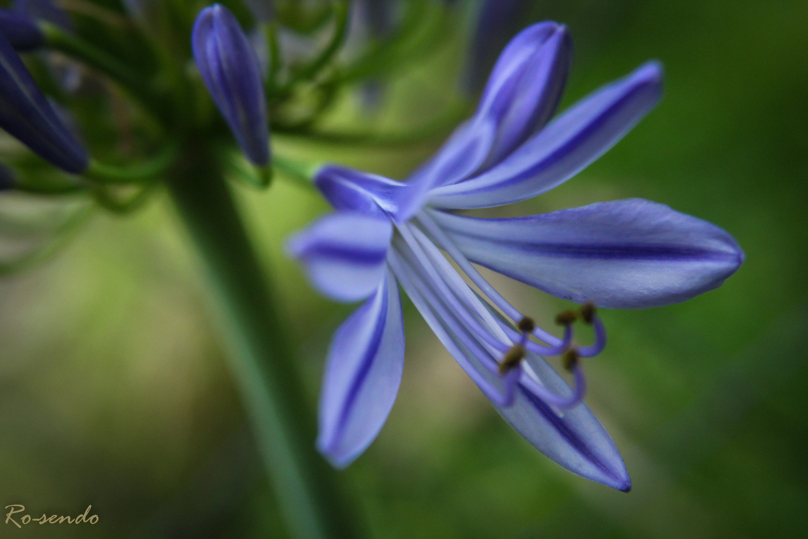 Flor