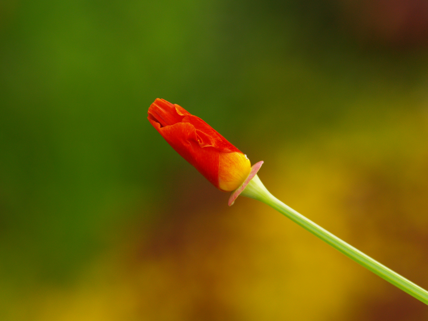 FLOR EN COLORES