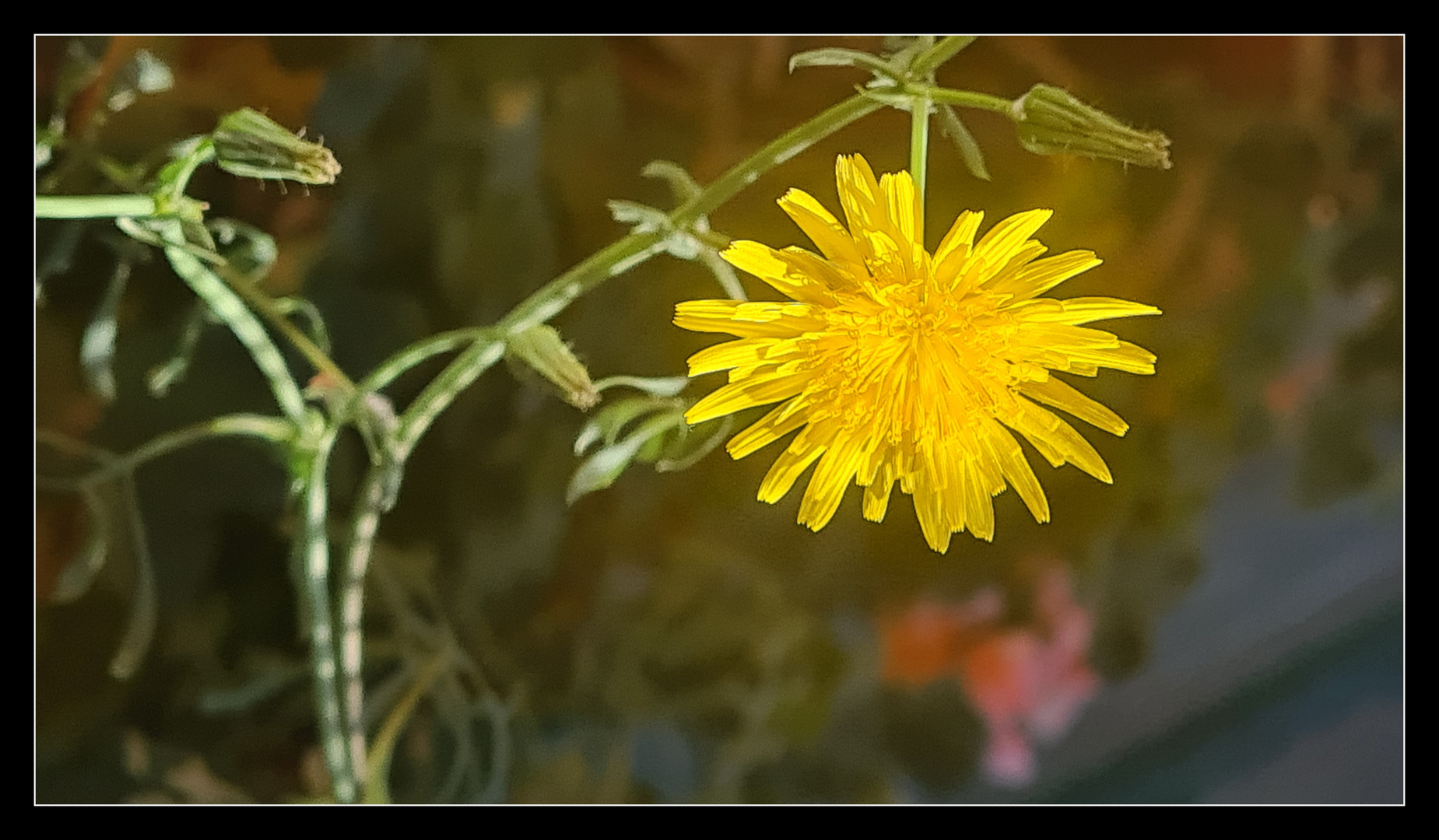 Flor en Diciembre