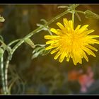 Flor en Diciembre