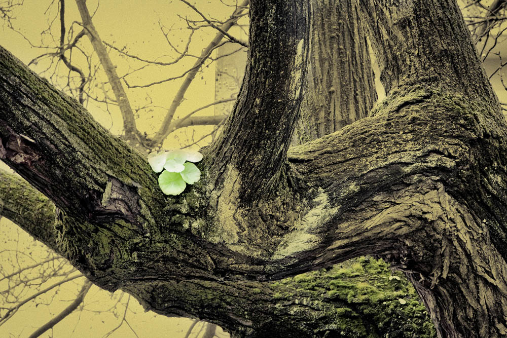 Flor en el árbol