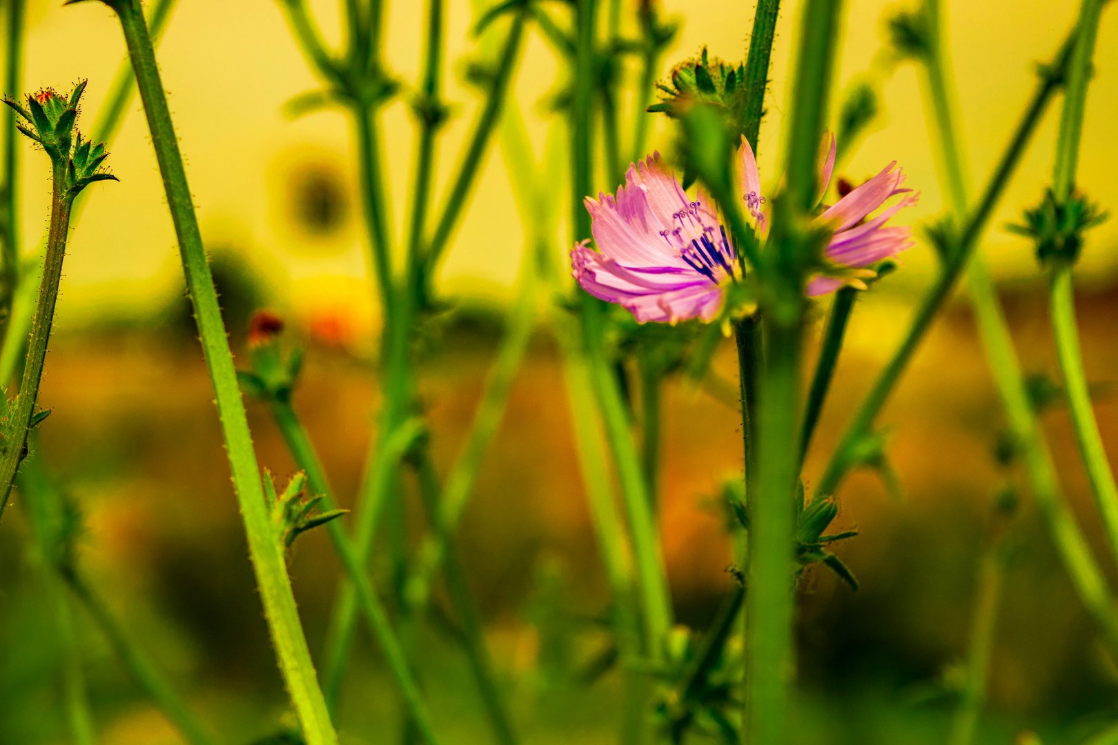 Flor en el campo