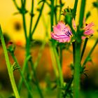 Flor en el campo