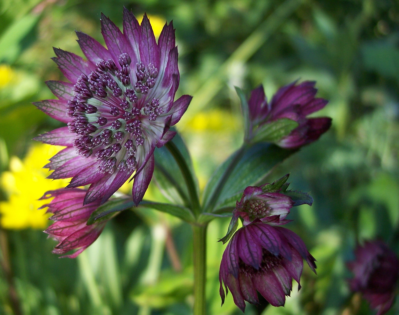 Flor en el jardín.