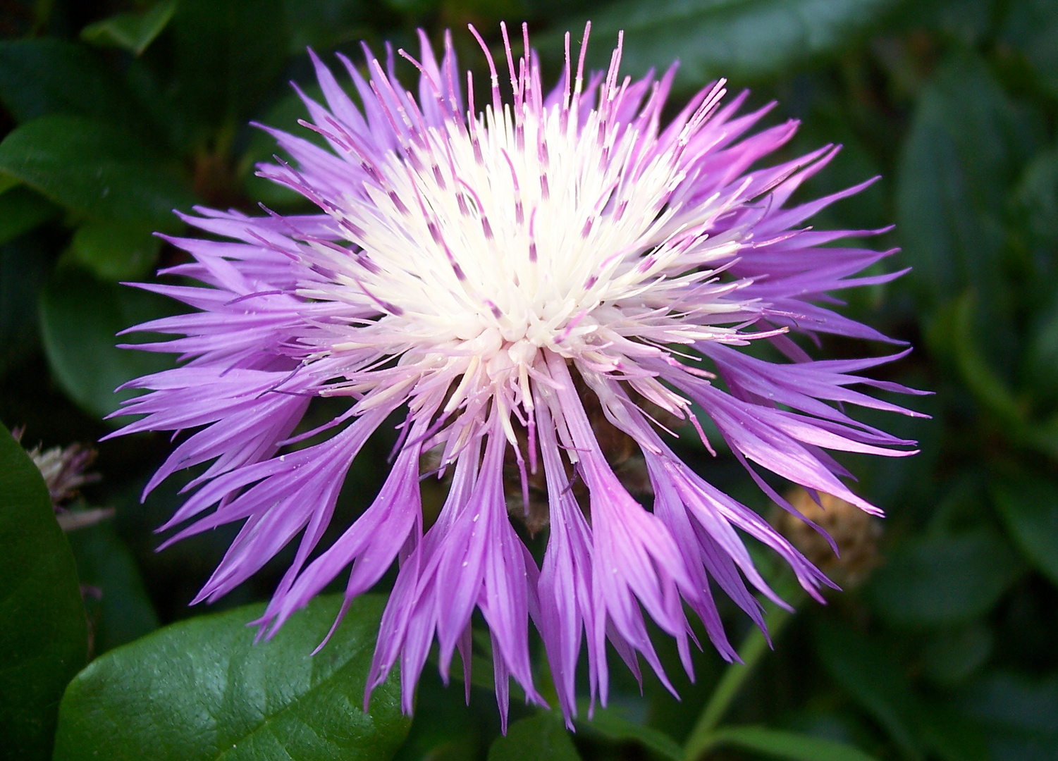 Flor en el jardín.