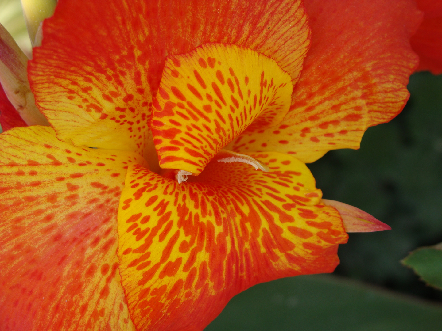 flor en el Perú