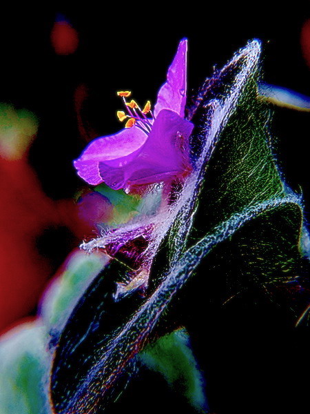 Flor en Fantasía