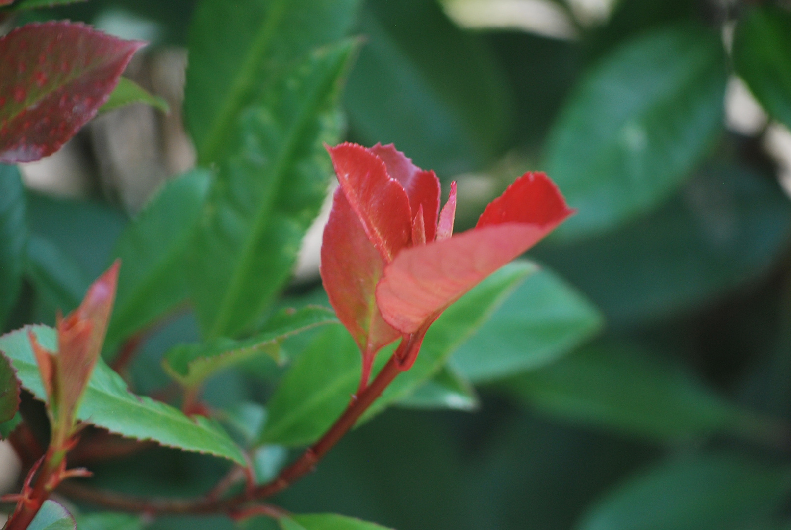 FLOR EN JARDIN