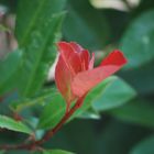 FLOR EN JARDIN