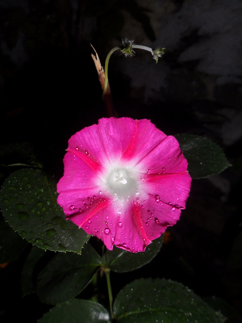 Flor en la oscuridad