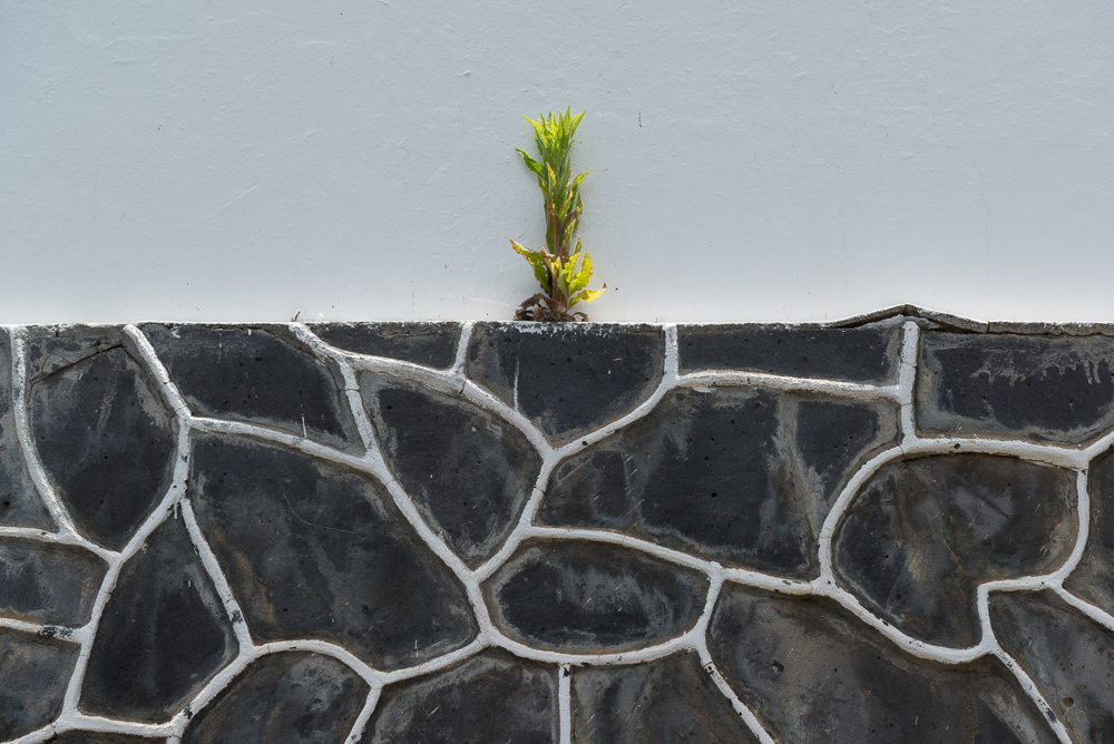 flor en la pared (Mauerblümchen)