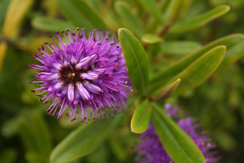 FLOR EN LA PLAYA, SANTA CRUZ