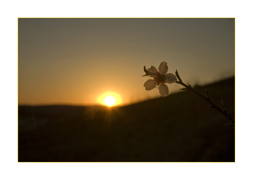 Flor en la tarde