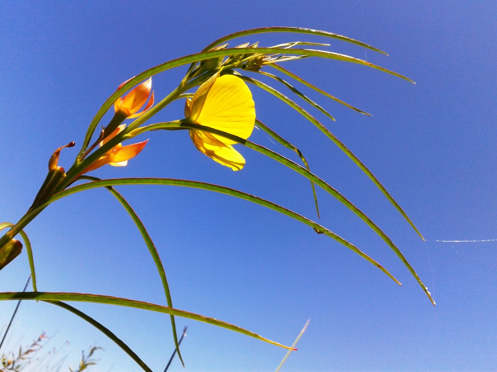 Flor en Lago Merin