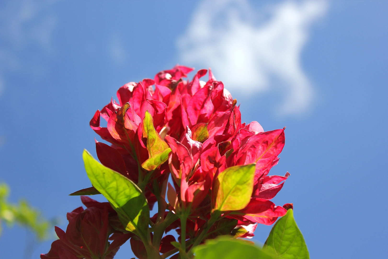 FLOR EN LLAMAS HACIA EL CIELO