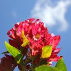 FLOR EN LLAMAS HACIA EL CIELO