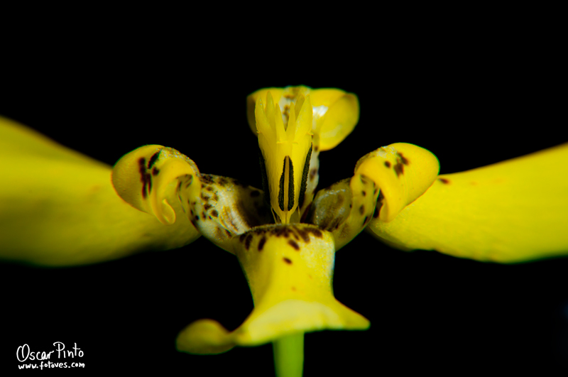 Flor en macro