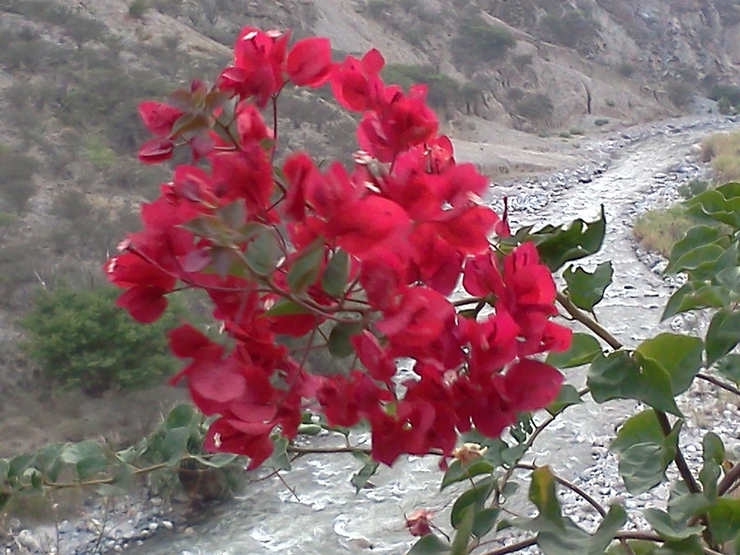 Flor en Merida