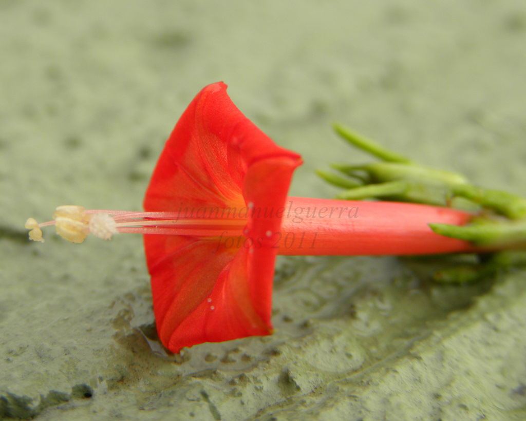 Flor en mi balcon