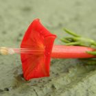 Flor en mi balcon