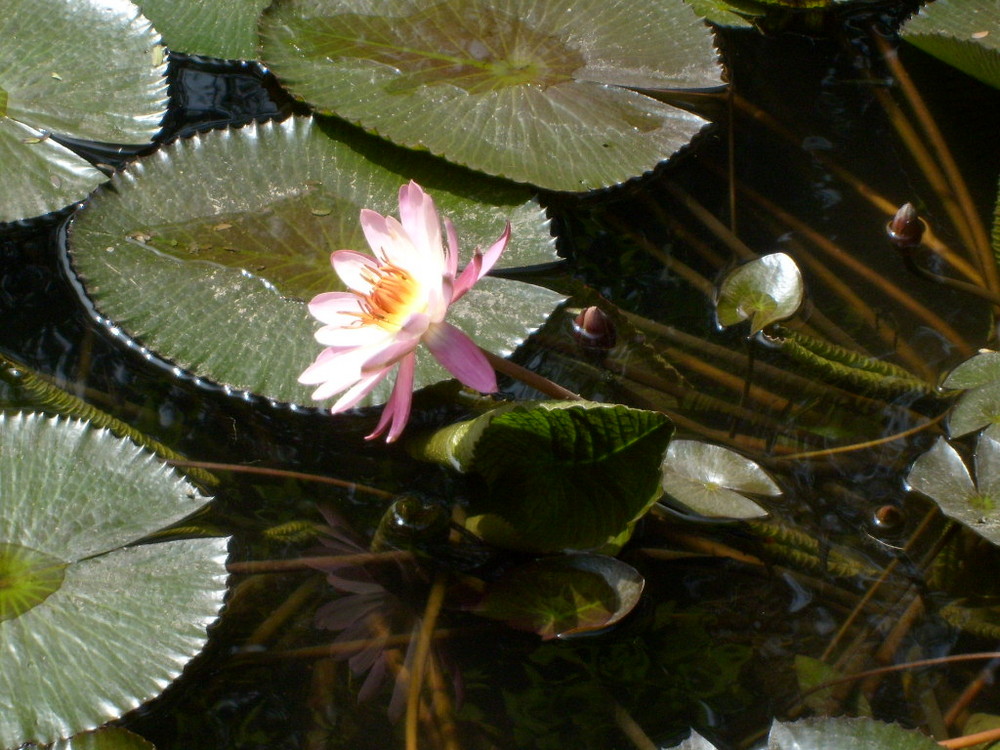 flor en pantano