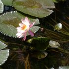 flor en pantano