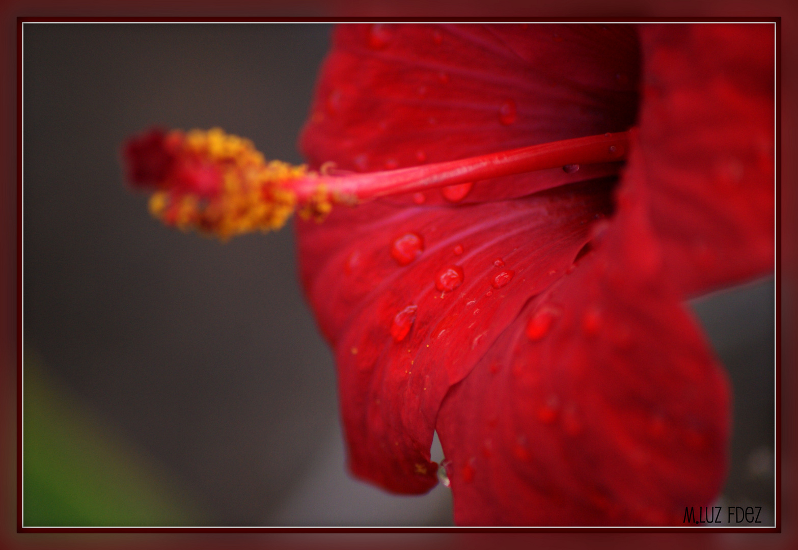 Flor en perfil