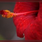 Flor en perfil