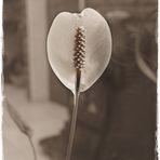 Flor en sepia