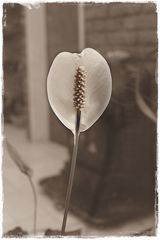 Flor en sepia