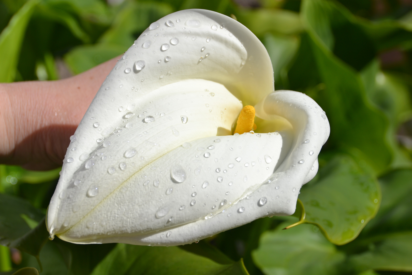 Flor en tu mano