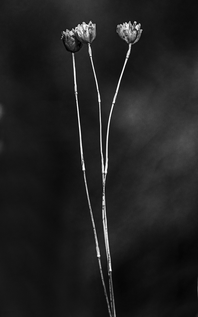 Flor en verano