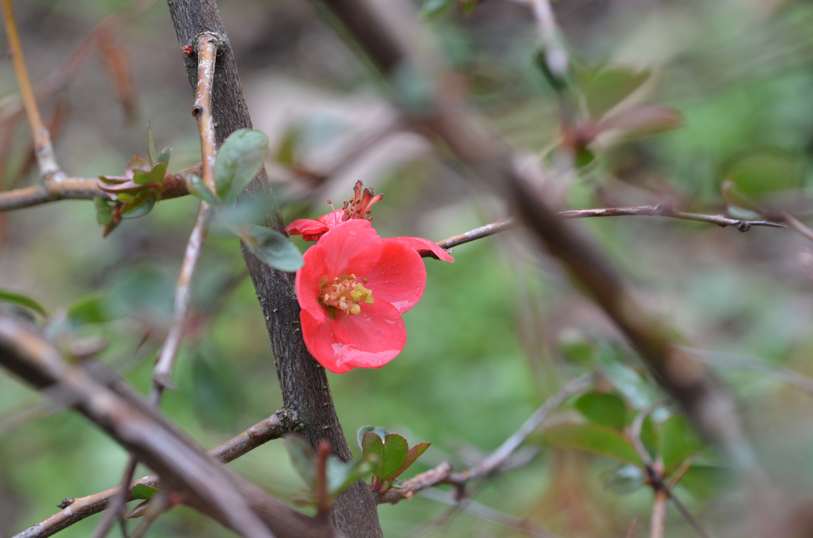 flor entre espinos