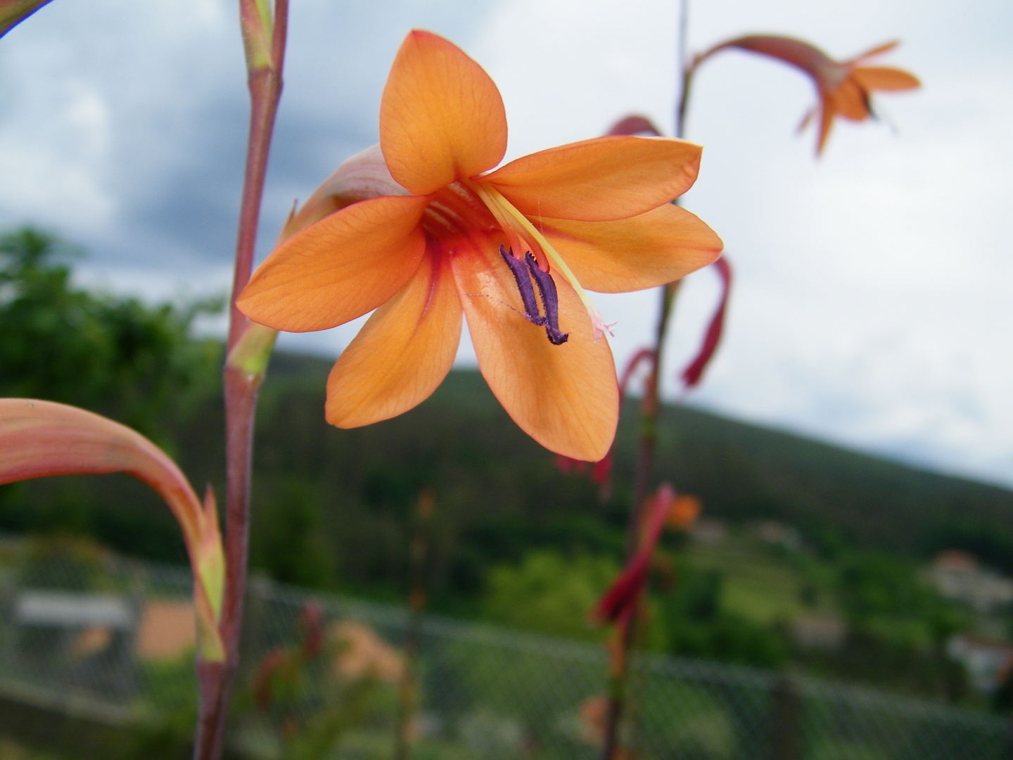 Flor entre flores