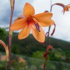 Flor entre flores