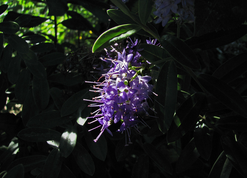 Flor entre las sombras