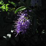 Flor entre las sombras