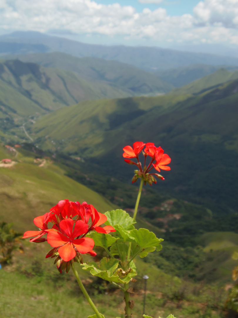 Flor entre montañas