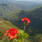 Flor entre montañas