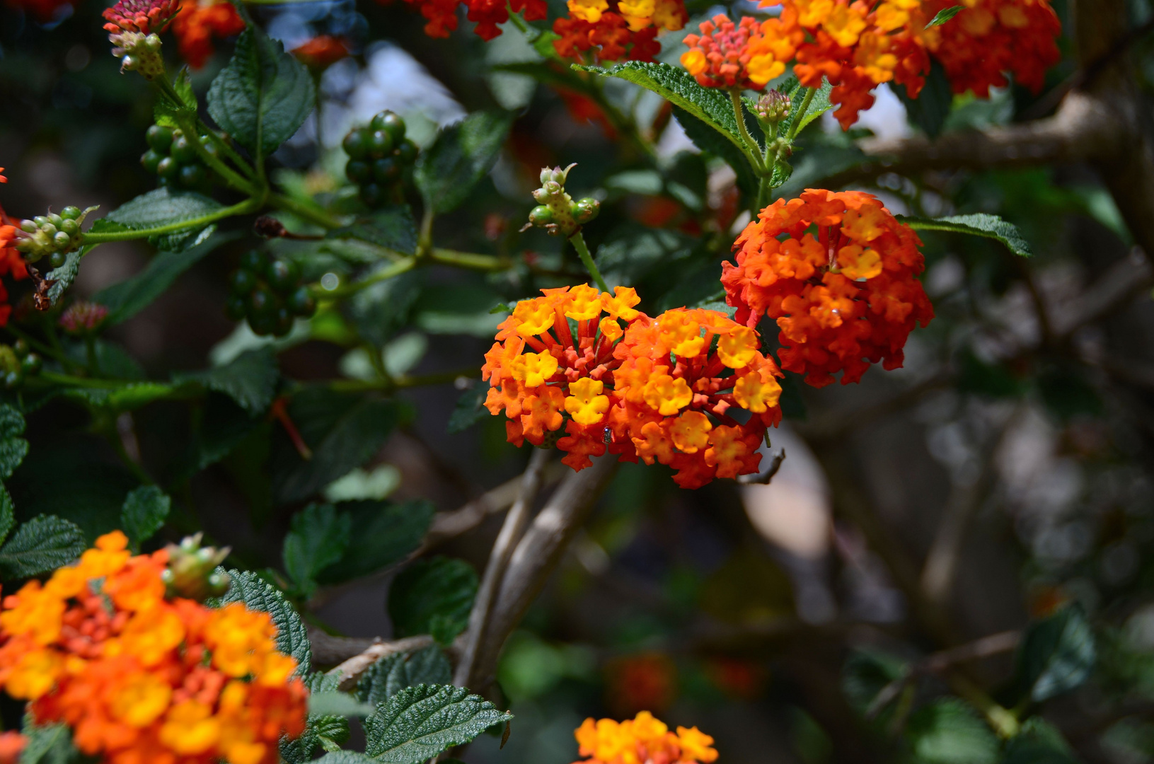 Flor española