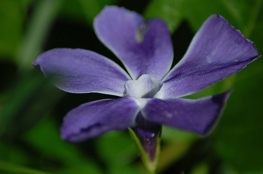 Flor Estrella