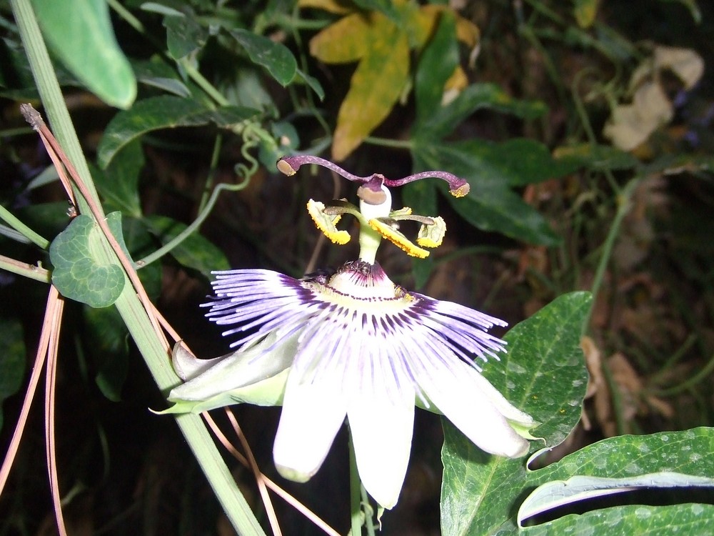 flor exotica