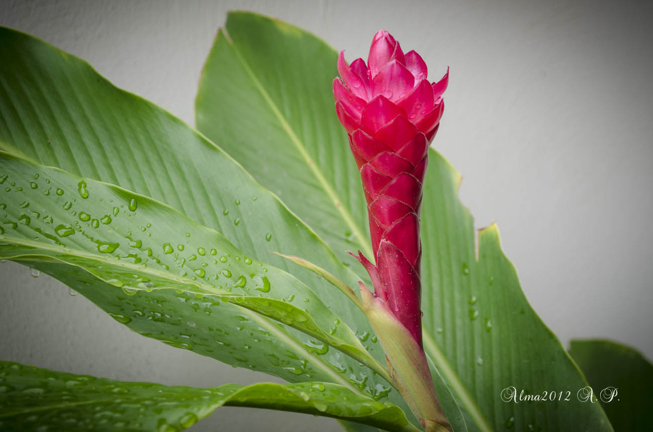 Flor exótica